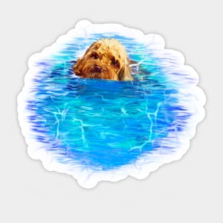 Cavapoo swimming puppy dog   - cavalier king charles spaniel poodle, puppy love Sticker